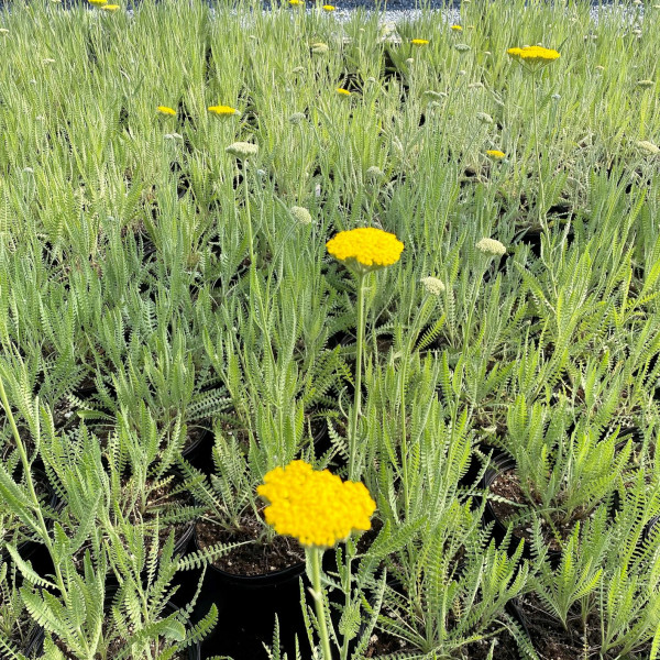 Achillea Cornation Gold has yellow flowers