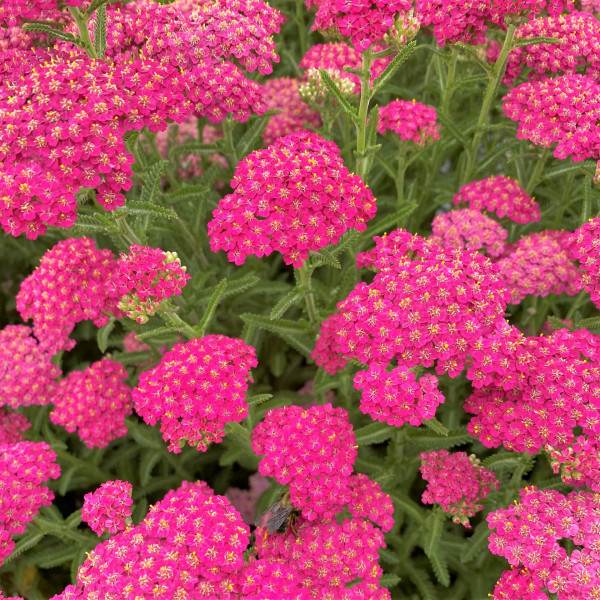 Achillea New Vintage Rose has pink flowers