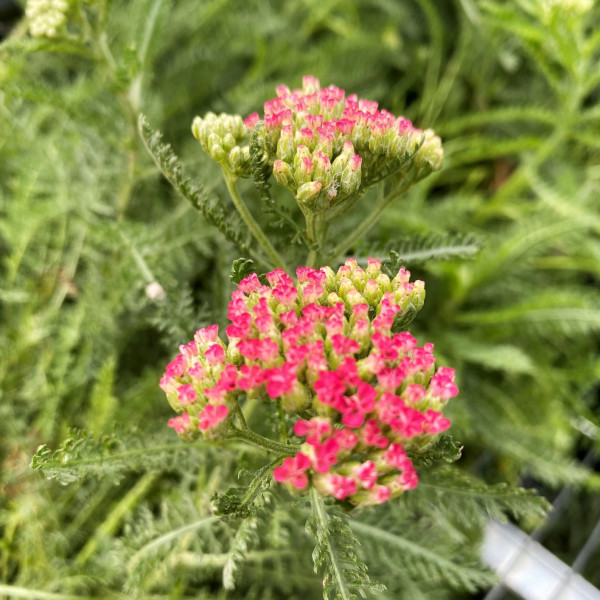 Achillea Saucy Seduction has pink flowers