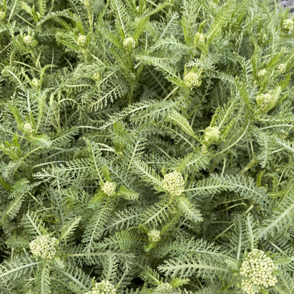 Achillea Saucy Seduction has pink flowers