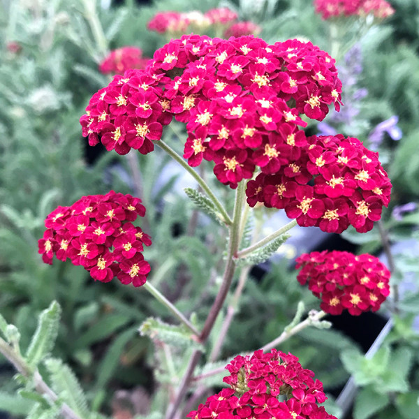 Achillea 'Strawberry Seduction' or Yarrow has pink flowers.