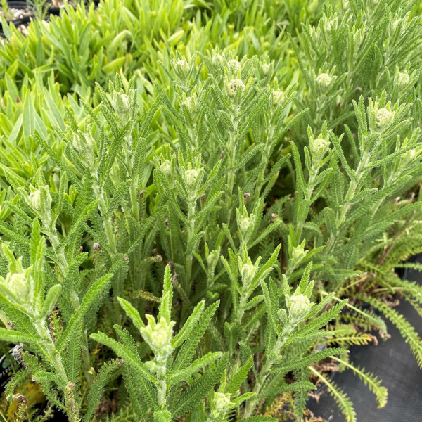 Achillea Sunny Seduction has yellow flowers