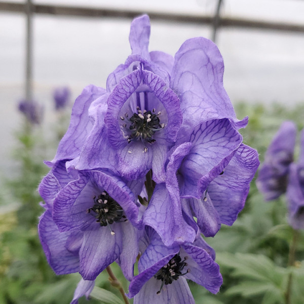 Aconitum 'Arendsii' or Monkshood has purple flowers.