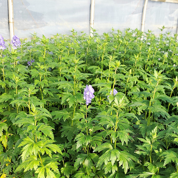 Aconitum 'Arendsii' or Monkshood has purple flowers.