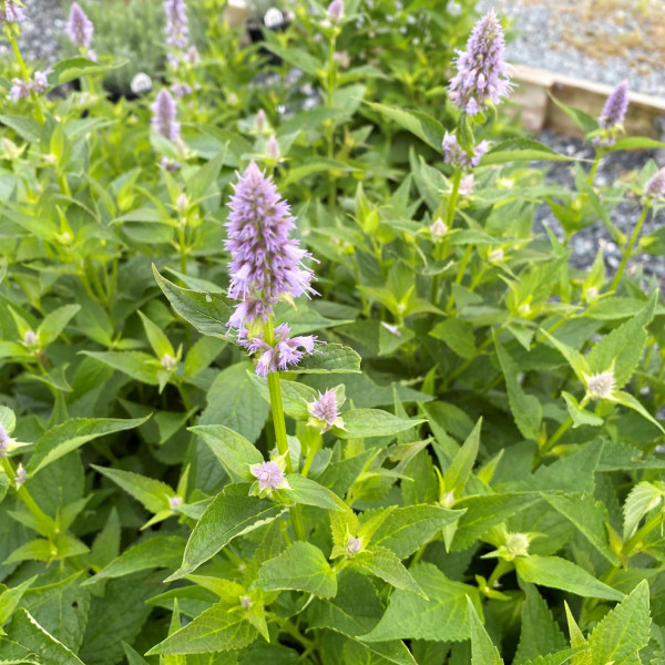 Agastache Blue Fortune has blue flowers