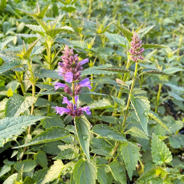 Agastache Purple Haze has dark violet flowers