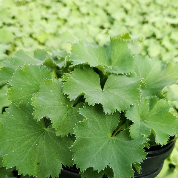 Alchemilla mollis or Lady's Mantle has chartreuse green flowers.