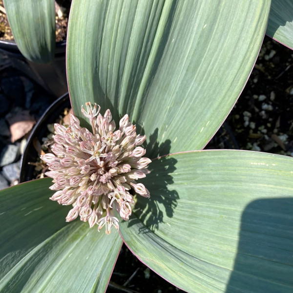 Allium karataviense has pale purple flowers.