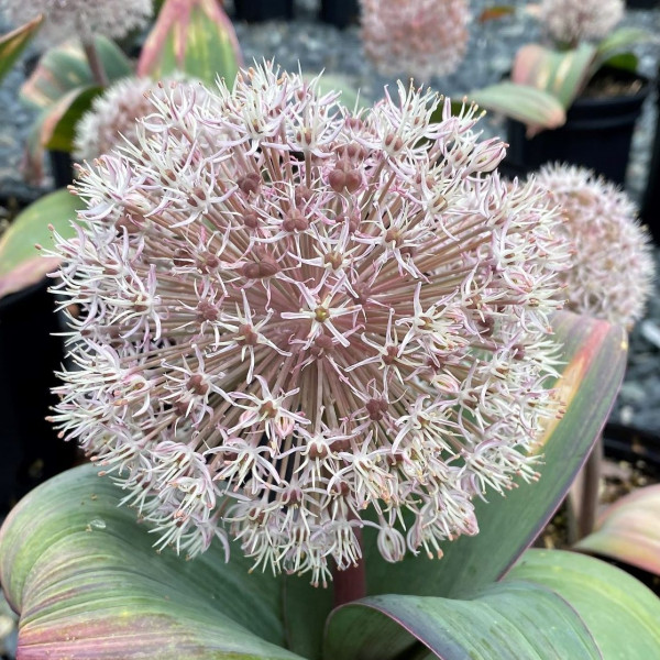 Allium karataviense has pink flowers.