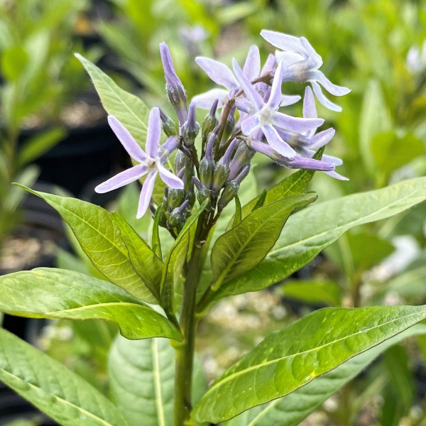 Amsonia Starstruck has blue flowers