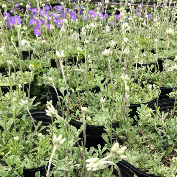 Antenaria negleta has white flowers