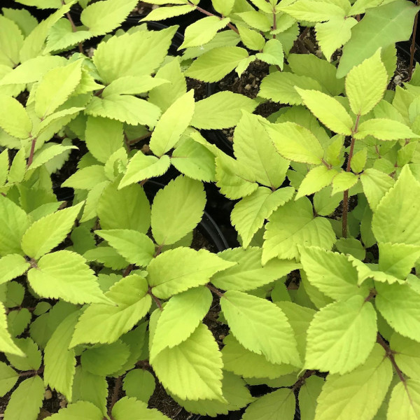 Aralia Sun King has gold leaves