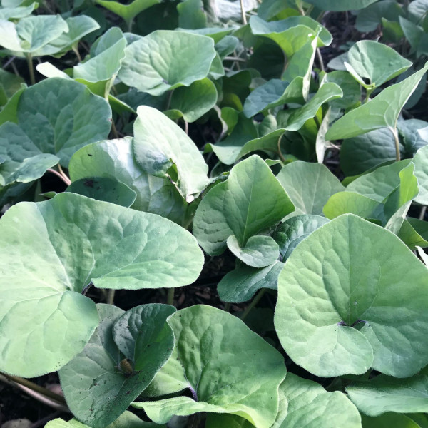 Asarum canadense has green leaves