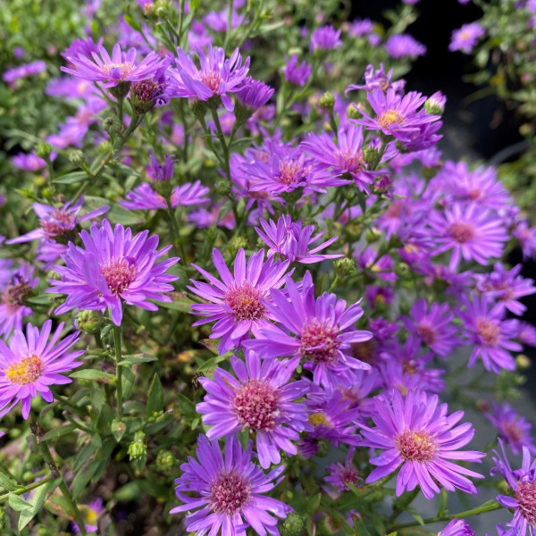 Aster woods purple has purple flowers