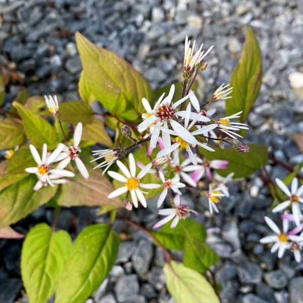 Aster divicatus has white flowers