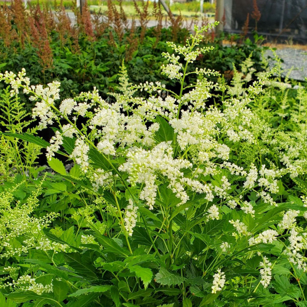 Astilbe Bridal Veil has white flowers