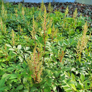 Astilbe Erika has pink flowers