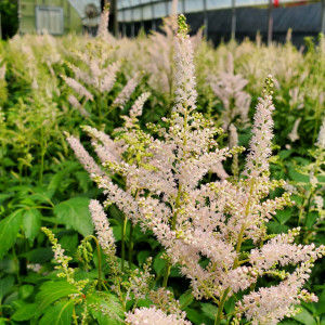 Astilbe Peach Blossom has peach flowers