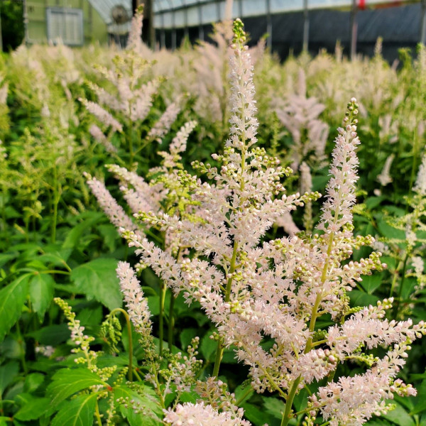 Astilbe Peach Blossom has peach flowers