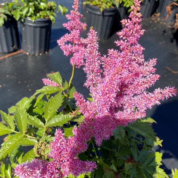 Astilbe Pumila has purple flowers