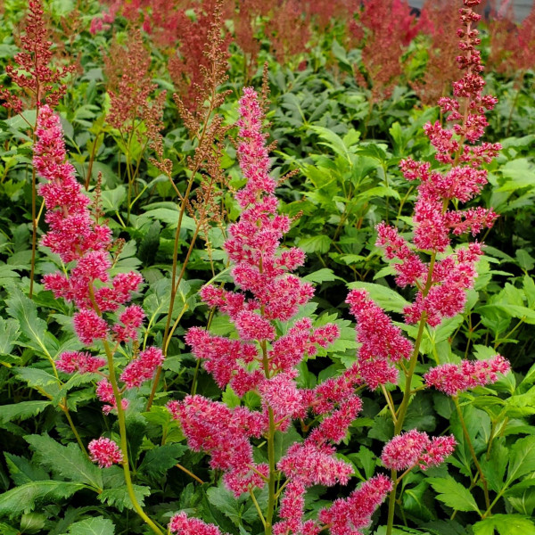 Astilbe Red Sentinel has pink flowers