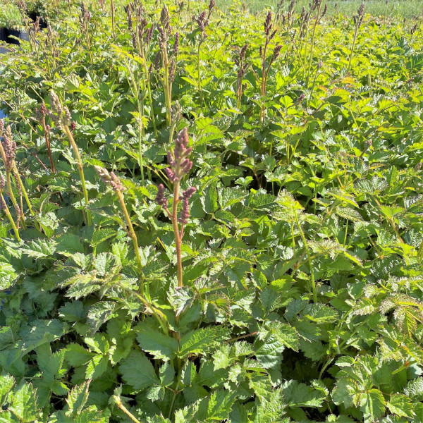 Astilbe Superba has pink flowers