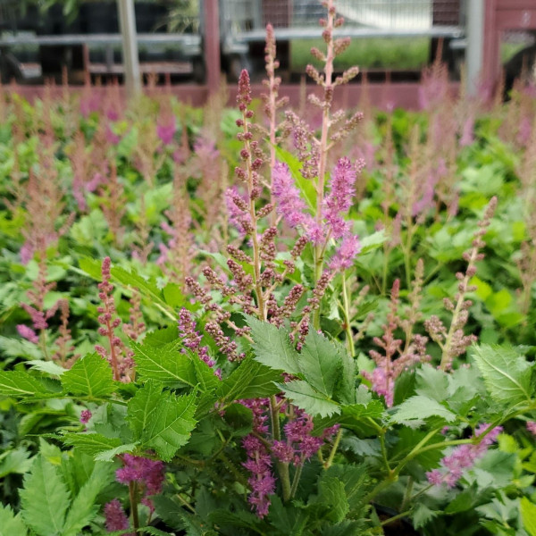 Astilbe Vision has purple flowers