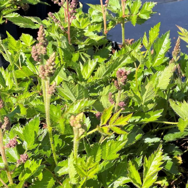 Astilbe Vision in Pink has pink flowers