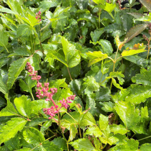 Astilbe Younique Ruby Red has red flowers