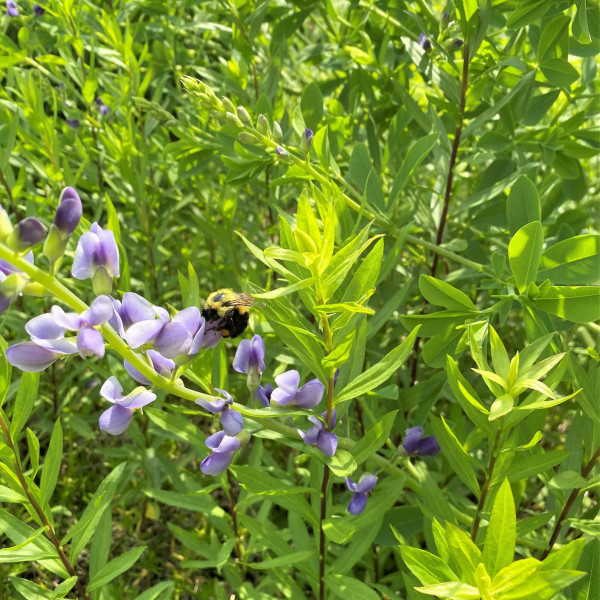 Baptisia australis has blue flower