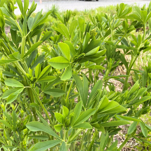 Baptisia australis has blue flowers