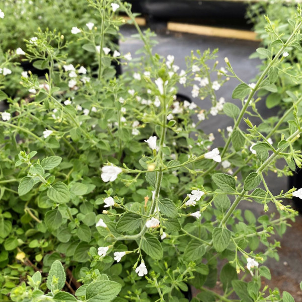 Calamintha ‘White Cloud’ has white flowers.