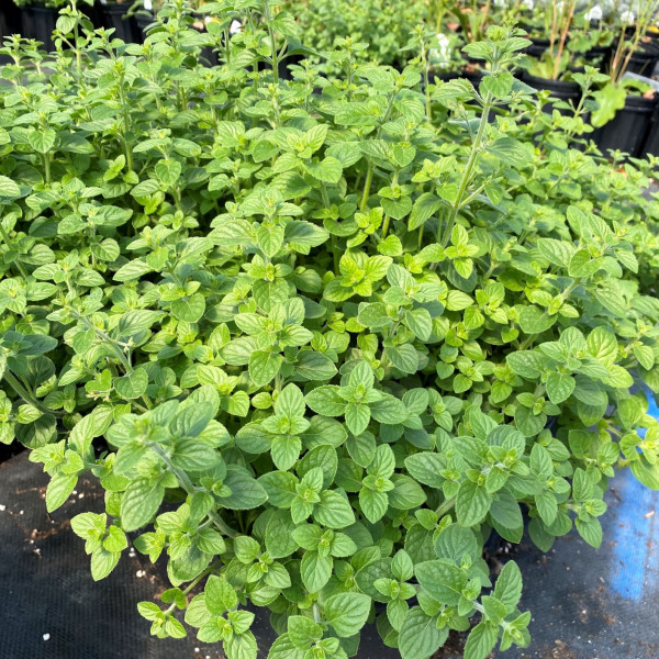 Calamintha ‘White Cloud’ has white flowers.