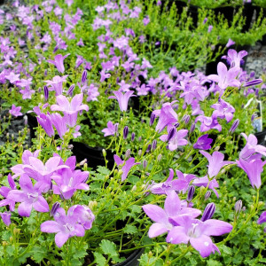 Campanula Birch Hybrid has blue flowers