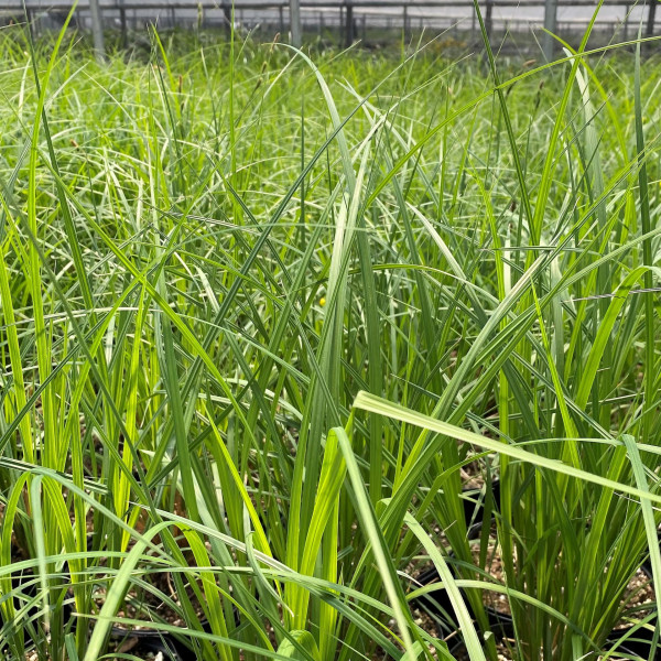 Carex elata has green leaves