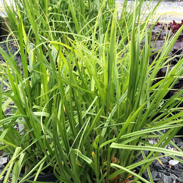 Carex grayii has green leaves