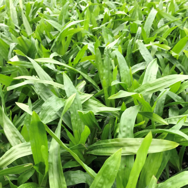 Carex plantaginea has green leaves