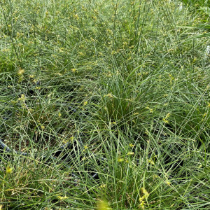 Carex texensis has green leaves