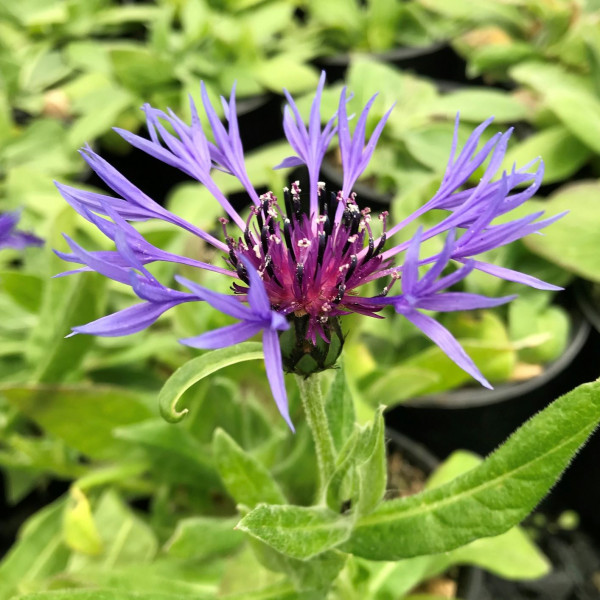 Centaurea montana has blue flowers