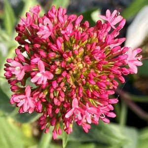 Centranthus ruber has pink flowers