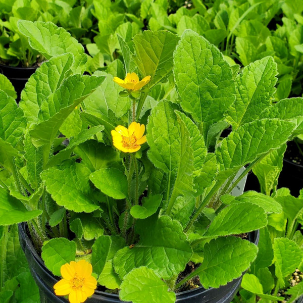 Chrysogonum virginianum has yellow flowers