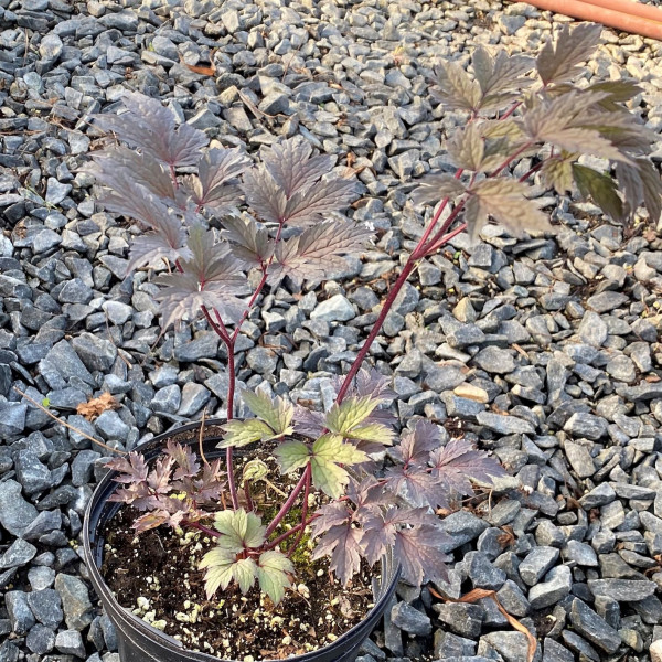 Cimicifuga Black Negilgee has white flowers and dark purple foliage