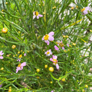 Coreopsis American Dream has pink flowers