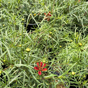 Corepsis Crazy Cayenne has red flowers