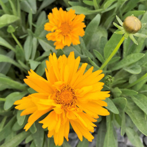 Coreopsis Early Sunrise has yellow flowers