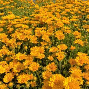 Coreopsis Jethro Tull has yellow flower