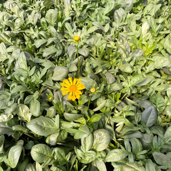 Coreopsis Jethro Tull has yellow flowers