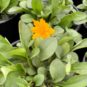 Coreopsis Nana has yellow flowers