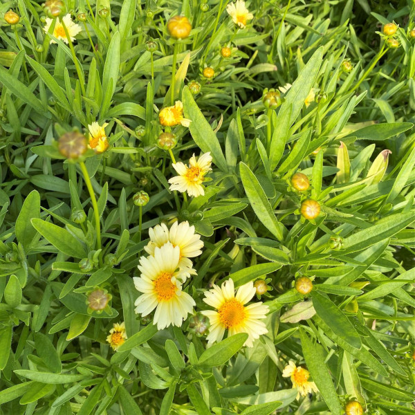 Coreopsis Uptick Cream has cream flowers