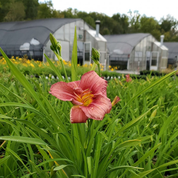 Hemerocallis Rosy Returns has pink flowers